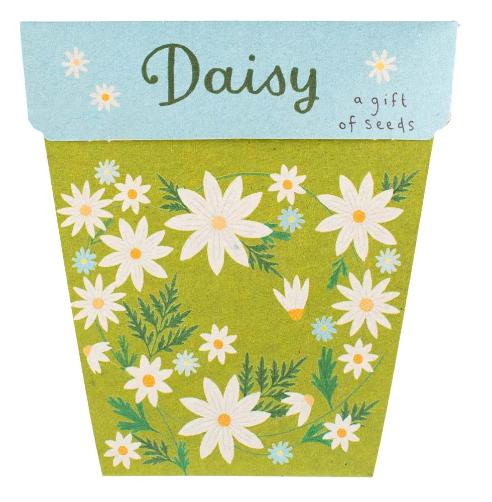 Sow 'n Sow Daisy Seeds